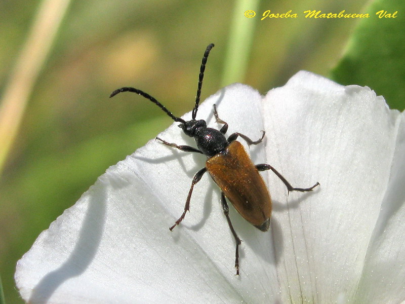 Pseudovadonia livida - Cerambycidae - Coleoptera 120623 235 bu.jpg
