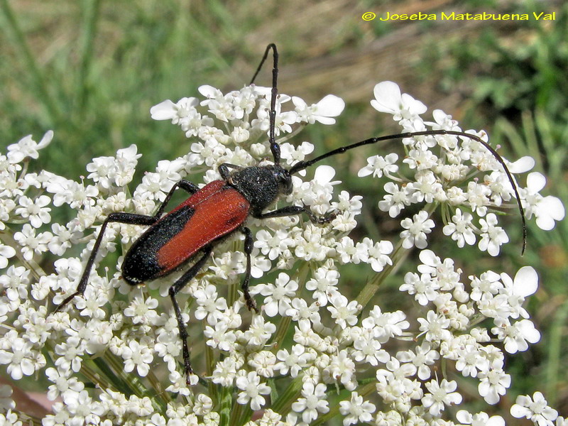 Purpuricenus budensis - Cerambycidae - Coleoptera 110807 098 ok-le.jpg
