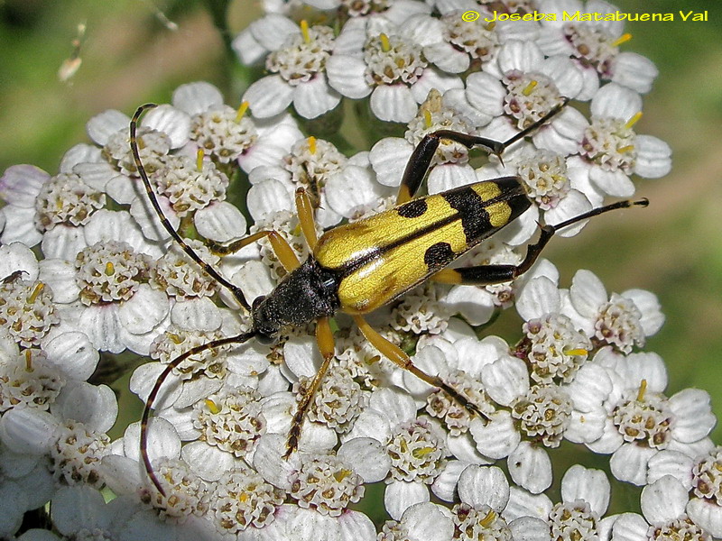Rutpela maculata - Cerambycidae - Coleoptera 110809 154 ok.jpg