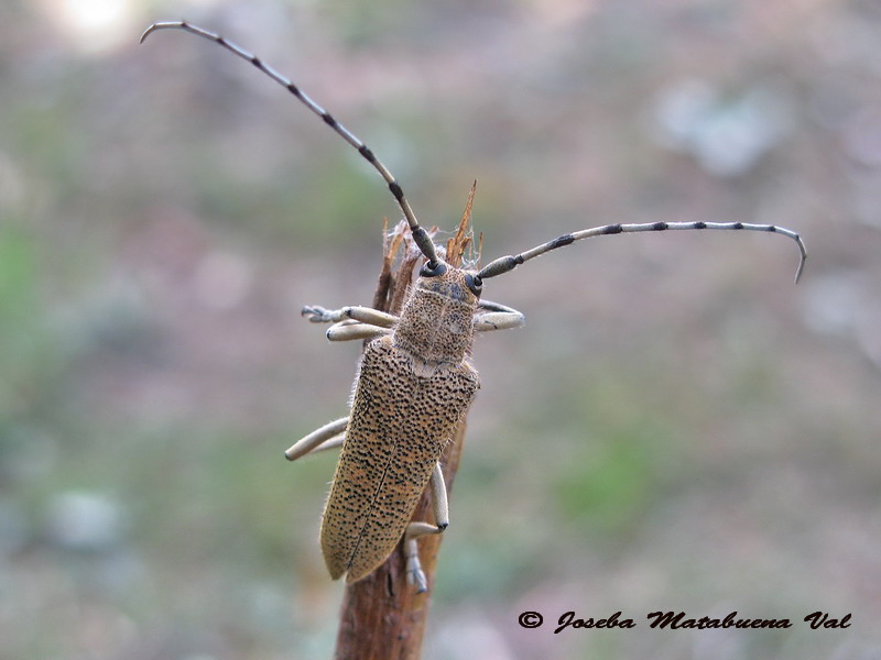 Saperda carcharias - Cermbycidae - Coleoptera 140913 080 okbv.jpg
