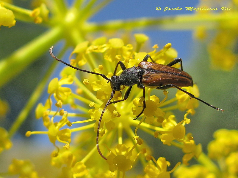 Stenurella hybridula - Cerambycidae - Coleoptera 110624 054 okbv.jpg