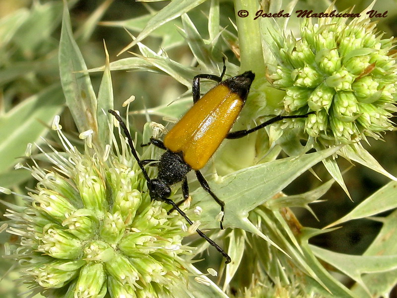 Stictoleptura sp. - Cerambycidae - Coleoptera 130805 084.jpg