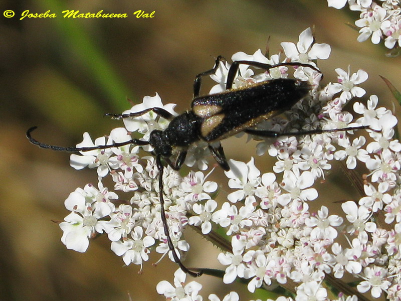 Stictoleptura stragulata - Cerambycidae - Coleoptera 080801 088 okbv.jpg