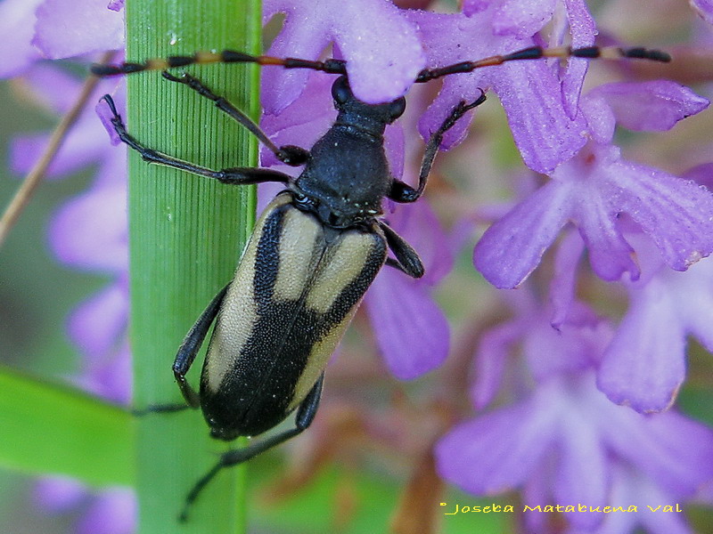 Stictoleptura stragulata - Cerambycidae - Coleoptera 091712 019 okbv.jpg