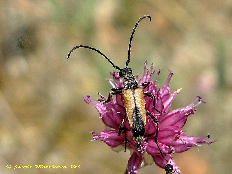Stictoleptura stragulata - Cerambycidae - Coleoptera 110704 8249 ok.jpg