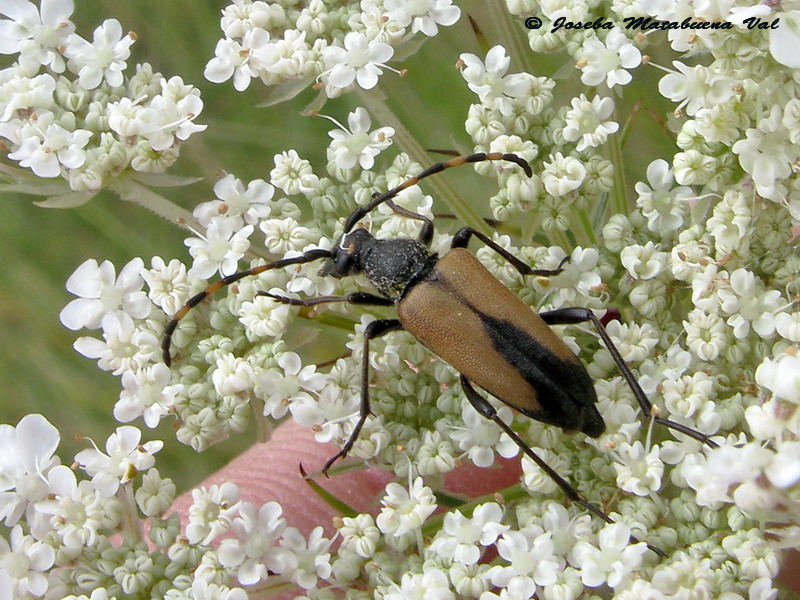 Stictoleptura stragulata - Cerambycidae - Coleoptera 110717 8749 okbv.jpg