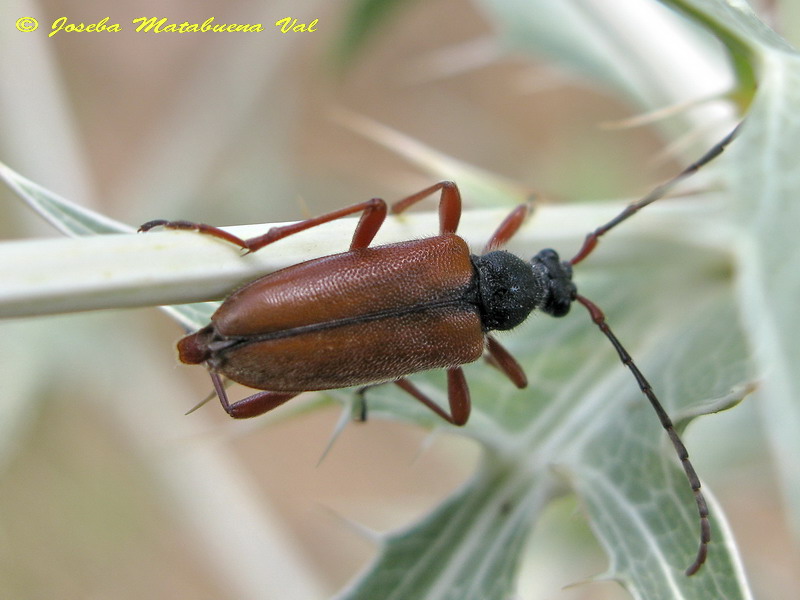 Stictoleptura trisignata - Cerambycidae - Coleoptera 120802 168 okbv.jpg