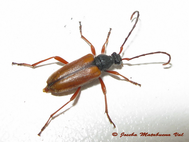 Stictoleptura trisignata - Cerambycidae - Coleoptera 120807 156 ok.jpg
