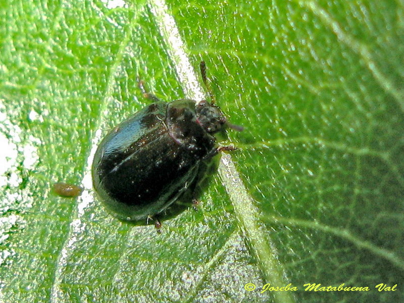 Plagiodera versicolora - Chrysomelidae - Coleoptera 130731 066 sobre hoja de Salix babylonica (sauce llorón).jpg