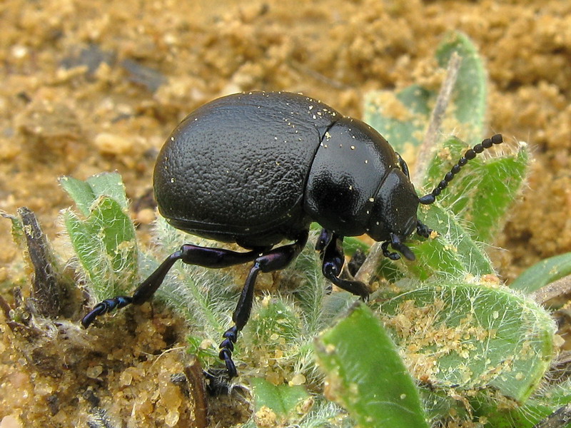 Timarcha sp. - Chrysomelidae - Coleoptera 121014 6781.jpg