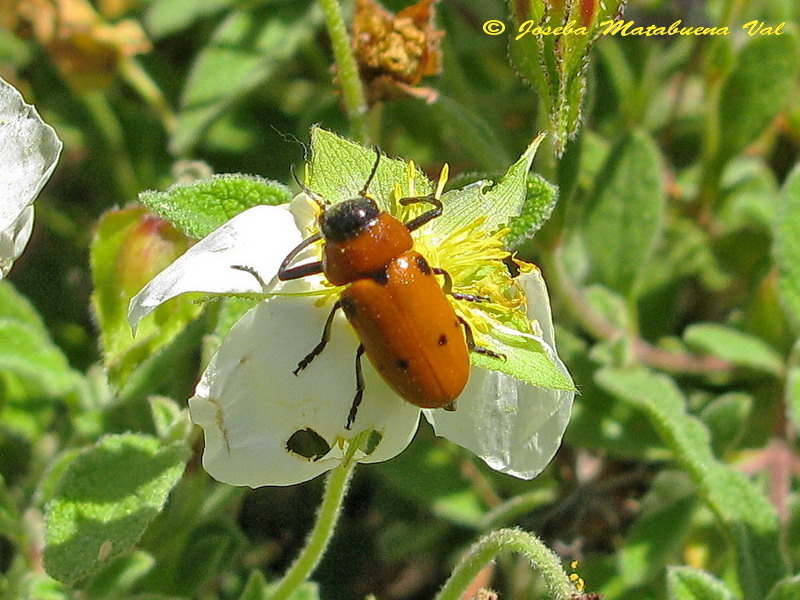 Tituboea sexmaculata - Chrysomelidae - Coleoptera 120623 241 bu.jpg