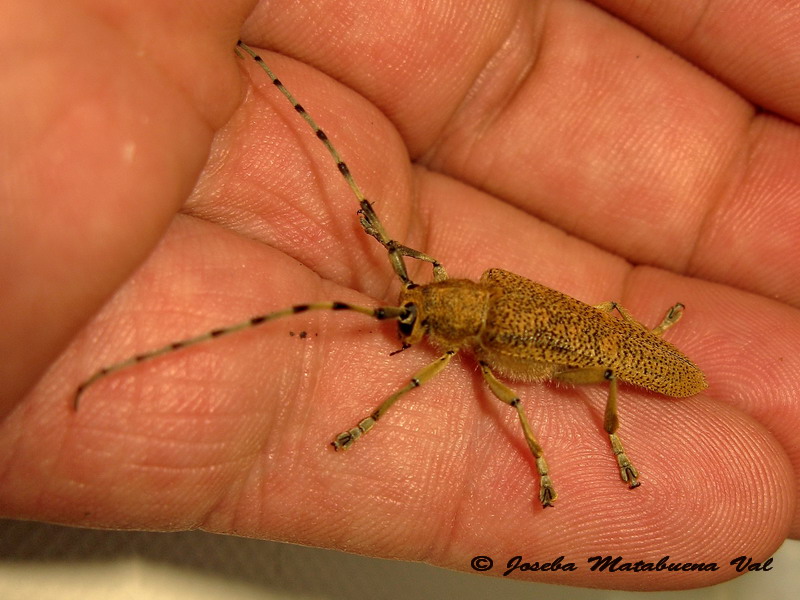 Saperda carcharias - Cermbycidae - Coleoptera 140913 027.jpg