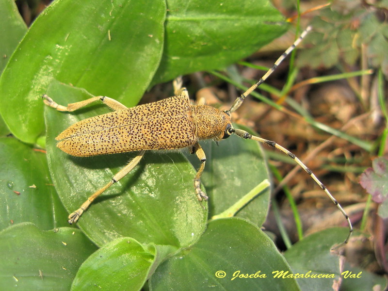 Saperda carcharias - Cermbycidae - Coleoptera 140913 050 okbv.jpg