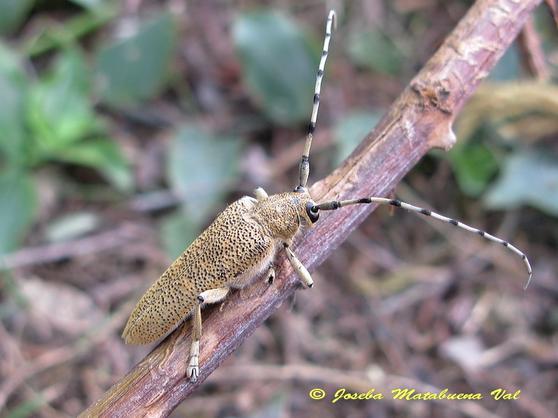 Saperda carcharias - Cermbycidae - Coleoptera 140913 063 okbv.jpg