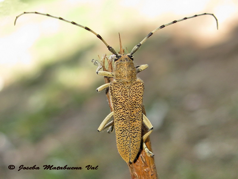 Saperda carcharias - Cermbycidae - Coleoptera 140913 084.jpg