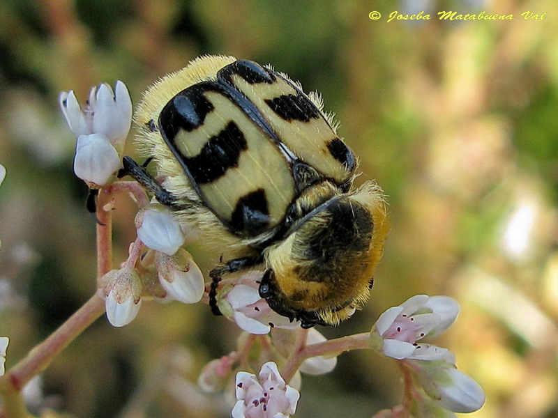 Trichius zonatus - Cetoniidae - Coleoptera 110704 8039 ok.jpg