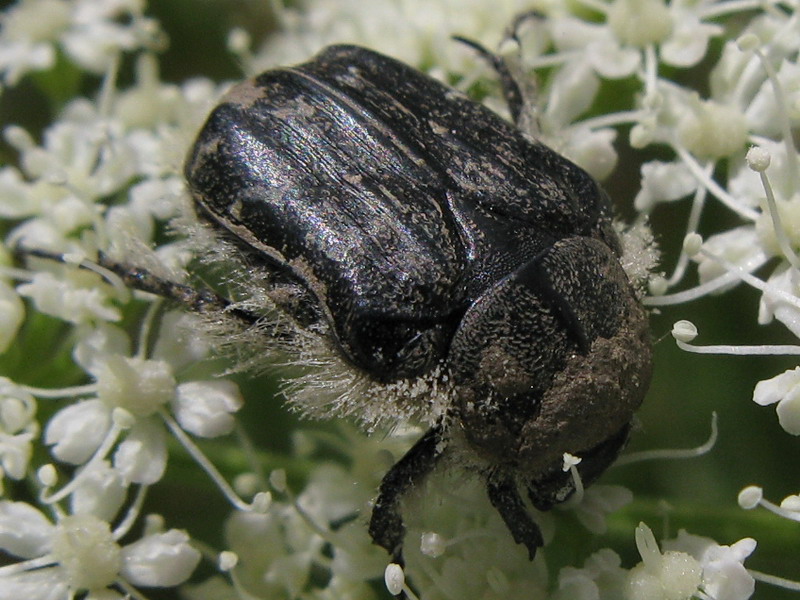 Tropinota hirta - Cetoniidae - Coleoptera 080713 410 okbv.jpg