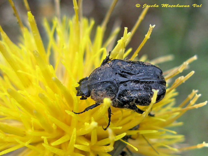 Tropinota squalida - Cetoniidae - Coleoptera 110724 150 ok.jpg