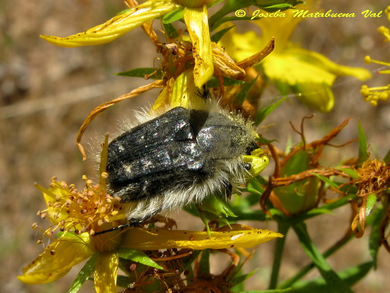 Tropinota squalida - Cetoniidae - Coleoptera 120623 295 bu.jpg