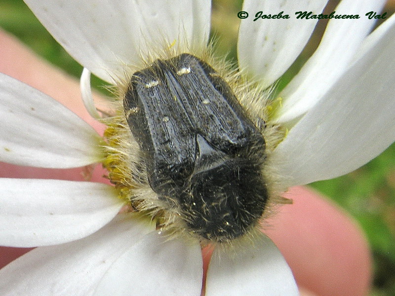 Tropinota squalida - Cetoniidae - Coleoptera 130523 049 ok.jpg