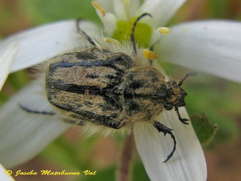 Tropinota squalida - Cetoniidae - Coleoptera 130603 277.jpg