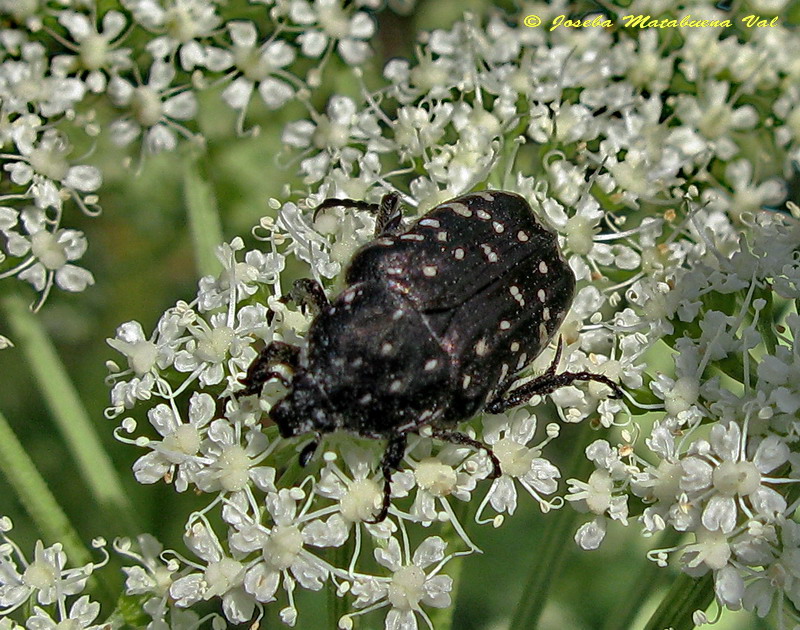 Oxythyrea funesta - Cetoniidae - Coleoptera 110626 165.jpg