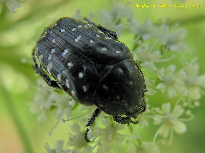 Oxythyrea funesta - Cetoniidae - Coleoptera 110626 179.jpg