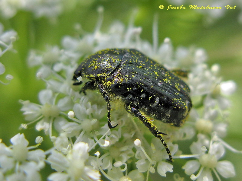 Oxythyrea funesta - Cetoniidae - Coleoptera 110626 220.jpg