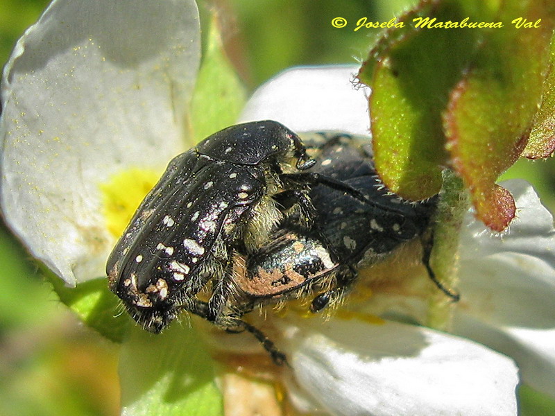 Oxythyrea funesta - Cetoniidae - Coleoptera 120623 259 bu.jpg