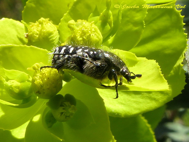 Oxythyrea funesta - Cetoniidae - Coleoptera 130523 247 ok.jpg
