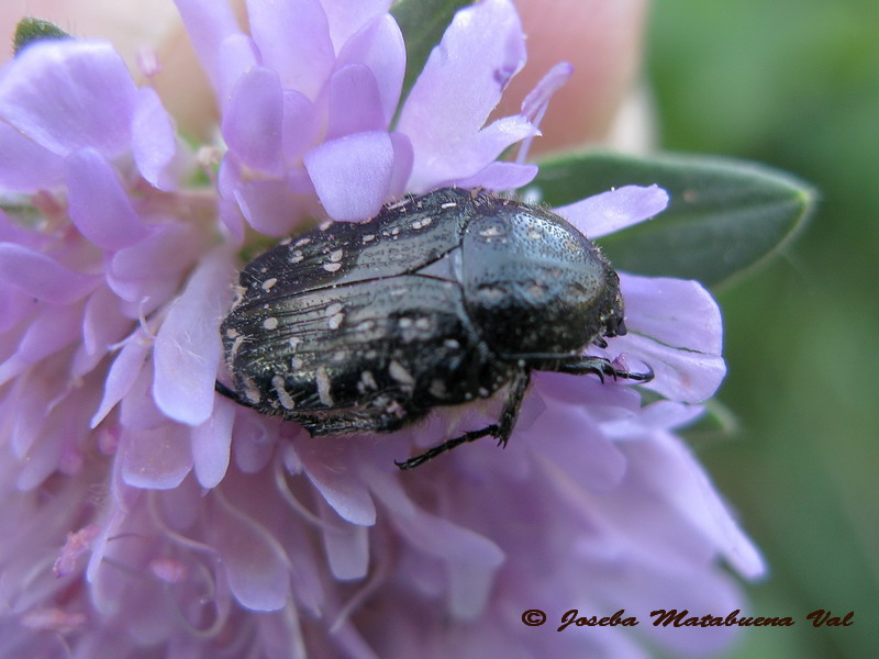 Oxythyrea funesta - Cetoniidae - Coleoptera 130628 163.jpg
