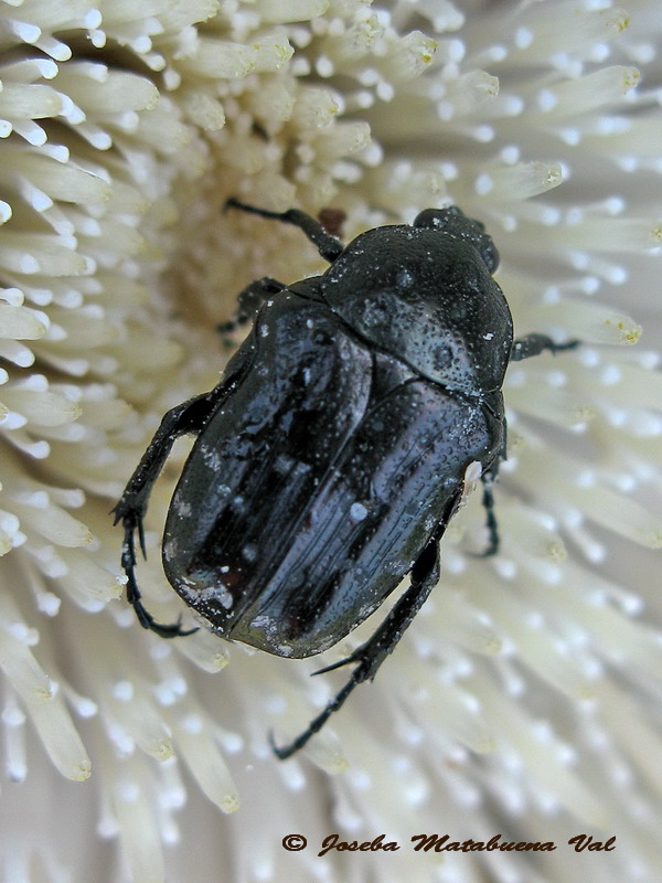 Oxythyrea funesta - Cetoniidae - Coleoptera 130804 004.jpg