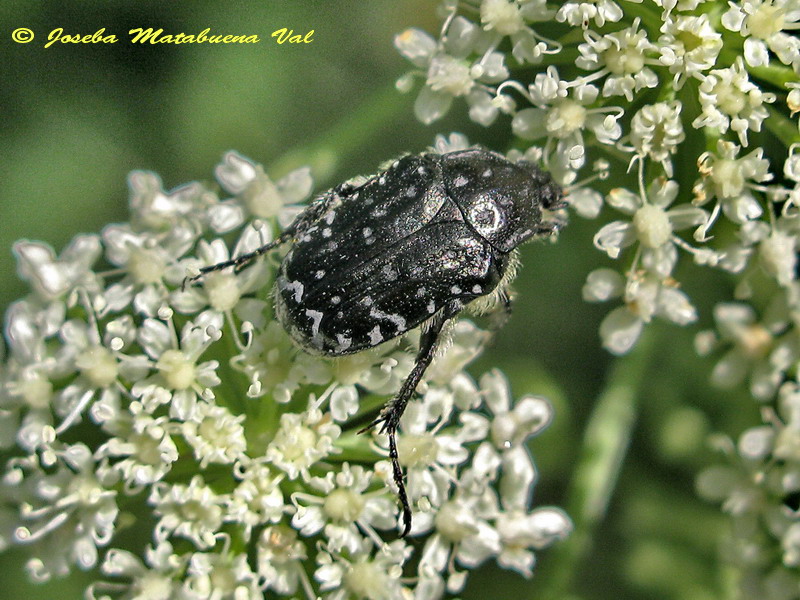 Oxythyrea funesta - Cetoniidae - Coleoptera 150704 177.jpg
