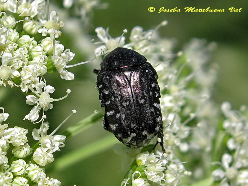 Oxythyrea funesta - Cetoniidae - Coleoptera 150704 265.jpg