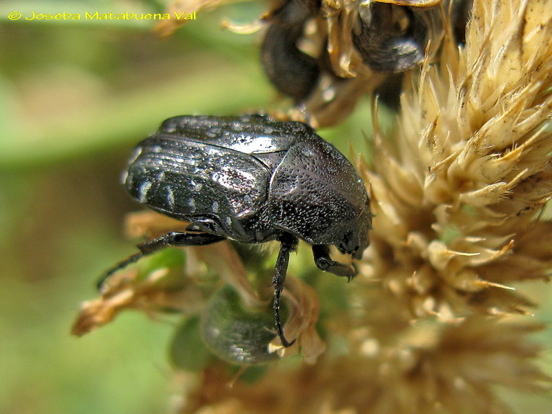 Oxythyrea funesta - Cetoniidae - Coleoptera 110807 004 okbv.jpg
