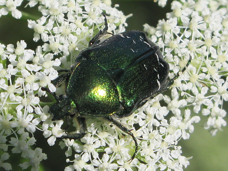 Cetonia cuprea - Cetoniidae - Coleoptera 080713 267.jpg