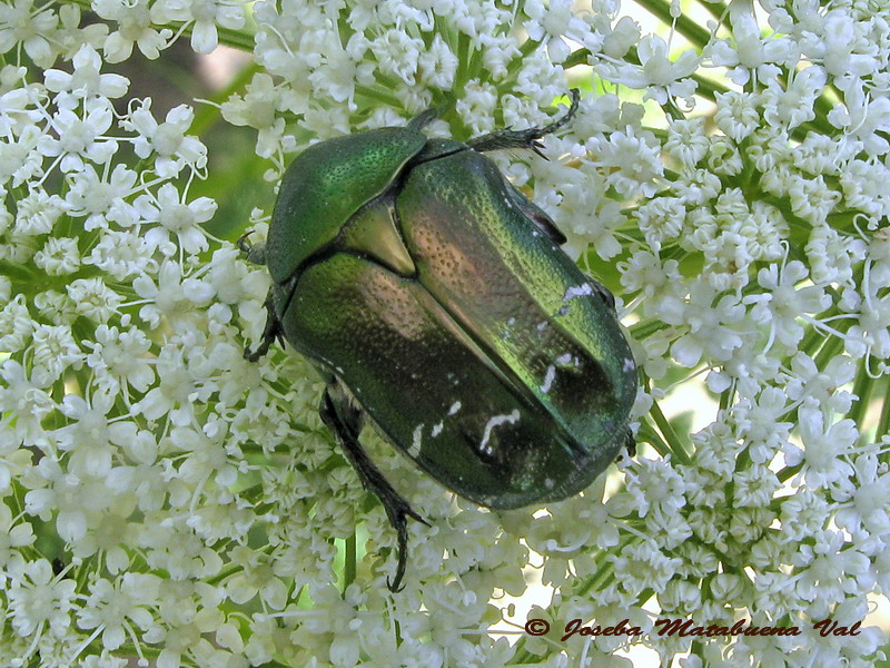 Cetonia carthami - Cetoniidae - Coleoptera 150704 337 bu.jpg