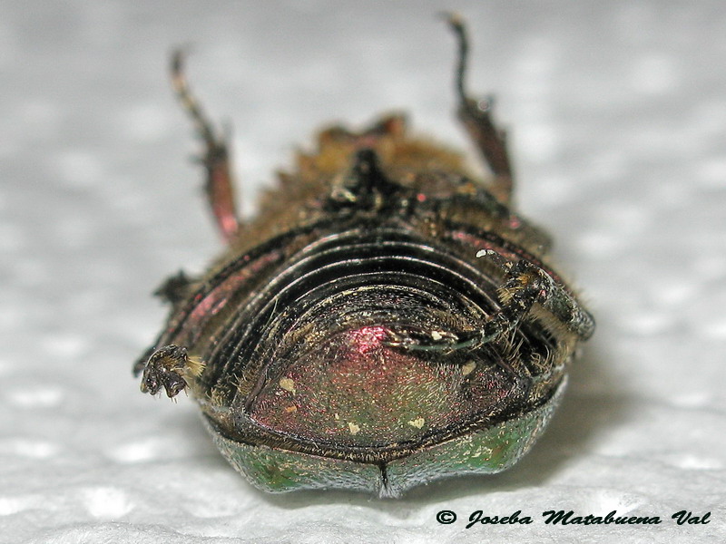 Cetonia carthami - Cetoniidae - Coleoptera 130610 002 okbv.jpg