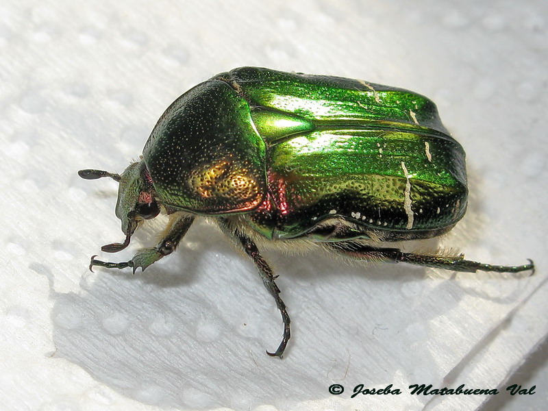 Cetonia carthami - Cetoniidae - Coleoptera 130605 012.jpg