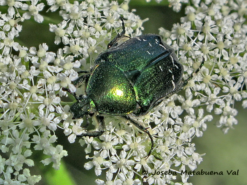 Cetonia carthami - Cetoniidae - Coleoptera 080713 267 le.jpg