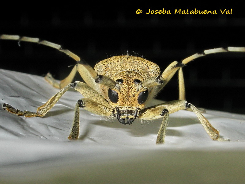 Saperda carcharias - Cerambycidae - Coleoptera 170818 9159b bi.jpg