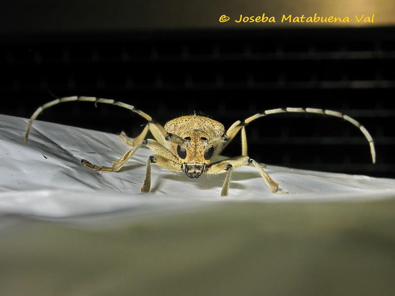 Saperda carcharias - Cerambycidae - Coleoptera 170818 9159 bi.jpg