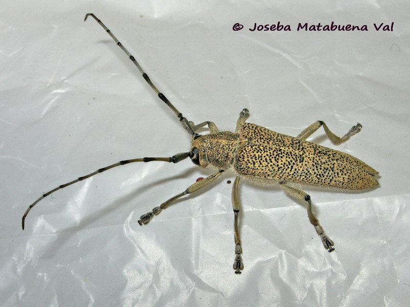 Saperda carcharias - Cerambycidae - Coleoptera 170818 9150 bi.jpg