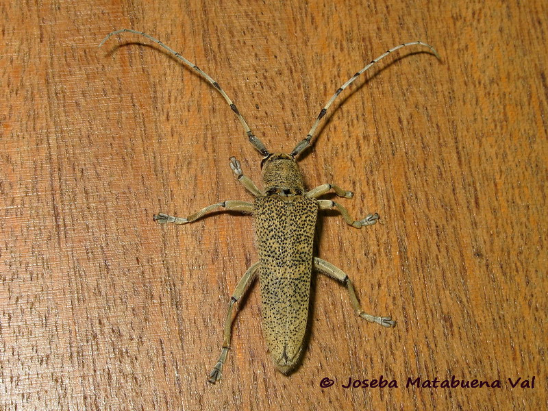Saperda carcharias - Cerambycidae - Coleoptera 170818 9013 bi.jpg