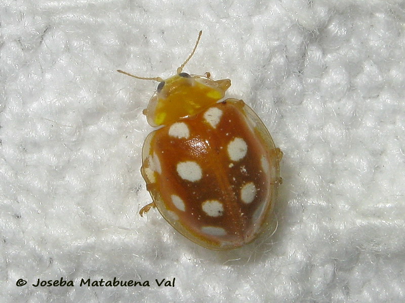 Halyzia sedecimguttata - Coccinellidae - Coleoptera 180715 0170 bu.jpg