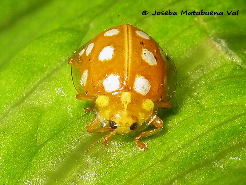 Halyzia sedecimguttata - Coccinellidae - Coleoptera 170323 0793 bi.jpg