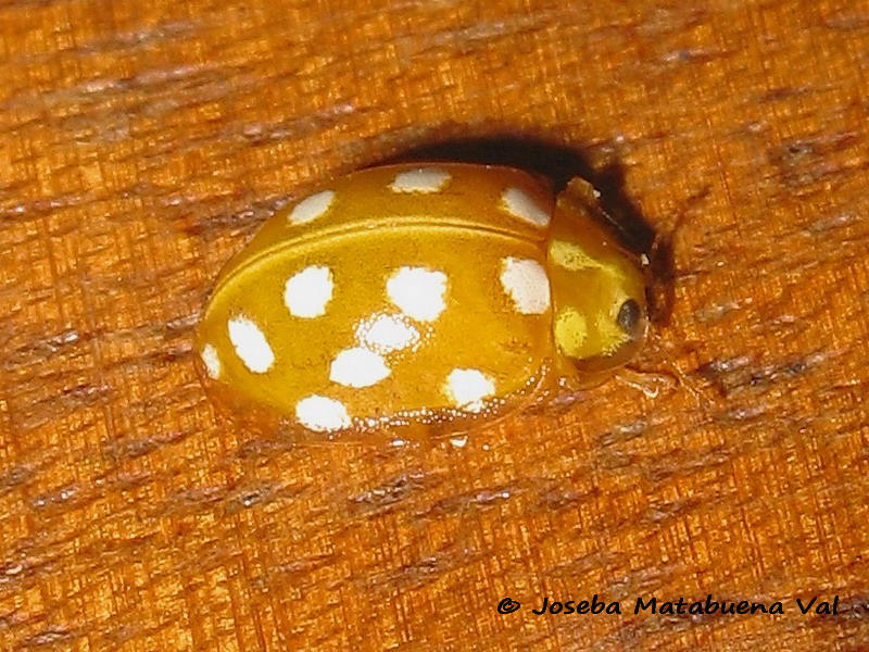 Halyzia sedecimguttata - Coccinellidae - Coleoptera 170317 0588 bi.jpg