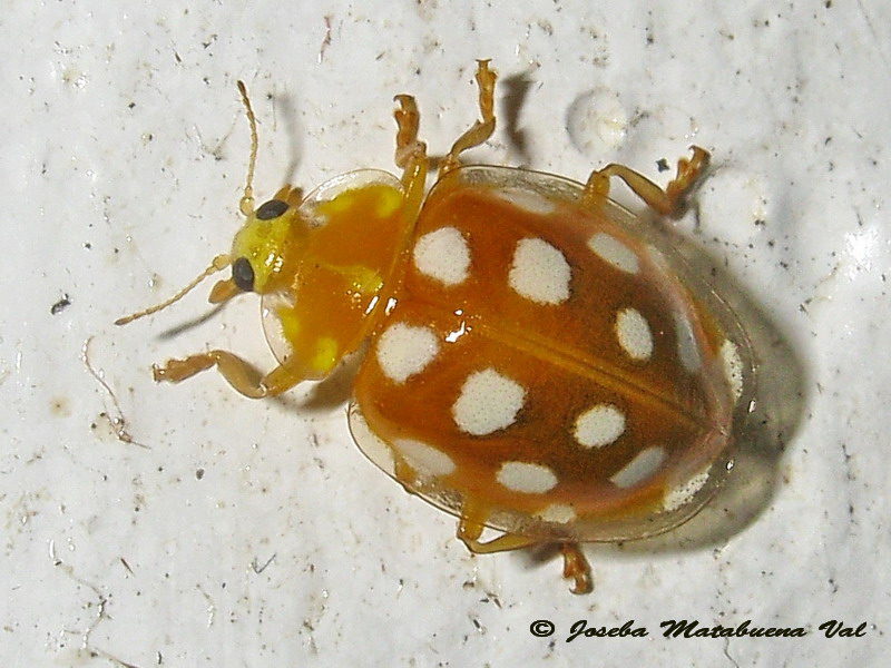 Halyzia sedecimguttata - Coccinellidae - Coleoptera 161105 054 bi.jpg