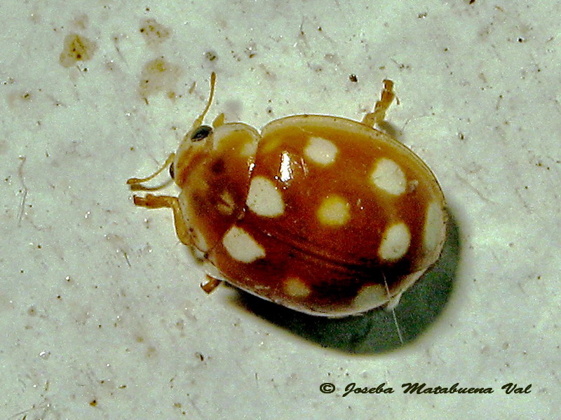 Halyzia sedecimguttata - Coccinellidae - Coleoptera 160826 377 bi.jpg