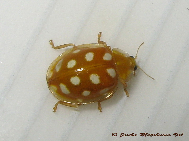 Halyzia sedecimguttata - Coccinellidae - Coleoptera 130720 037.jpg